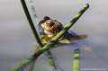 <br><br>
Nom anglais : Common toad
<br>Dans tout le pays, des milliers de Crapauds communs sortent de leur forêt en pleine nuit pour rejoindre les eaux qui les ont vus naître.
<br><br>Photo réalisée en France, dans l'Allier (Auvergne)
<br><br> Crapaud commun
Bufo bufo
Common toad
Auvergne
Allier
forêt
nuit
eaux 